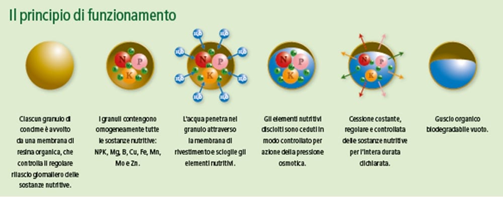 Schema rilascio concime a cessione programmata