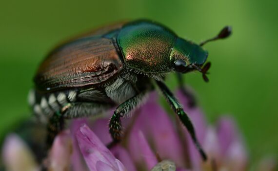 Adulto Popillia Japonica