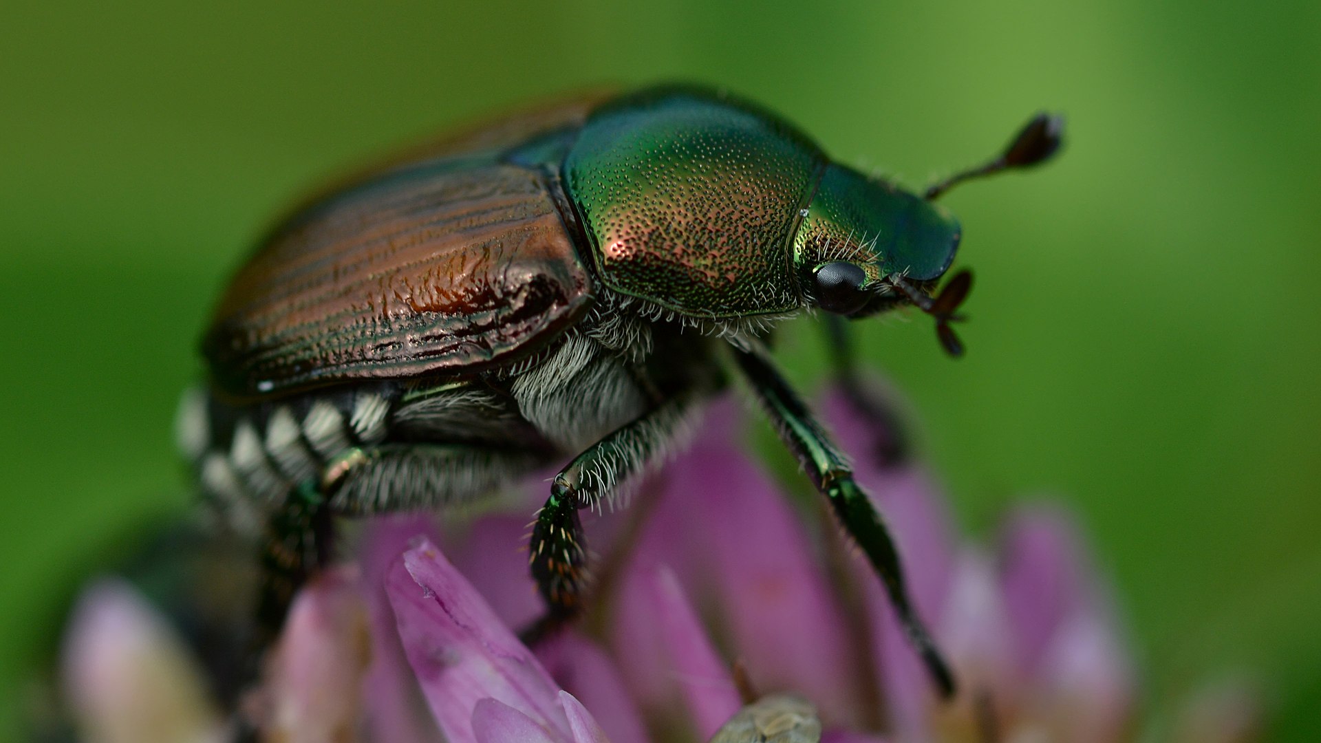 Adulto Popillia Japonica