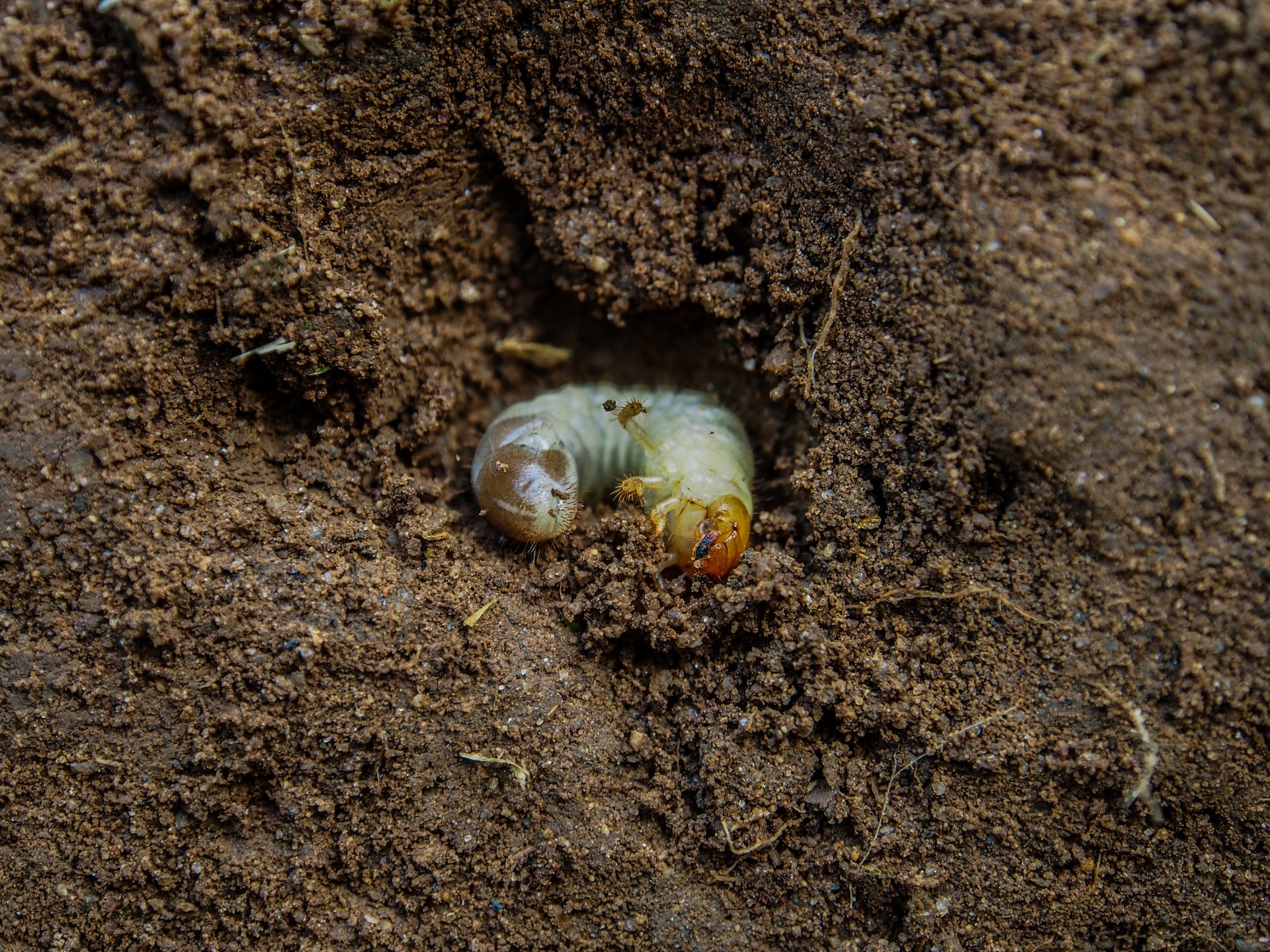 Larva Popillia Japonica
