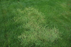 Germinello (Poa annua)