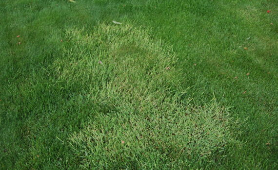 Germinello (Poa annua)